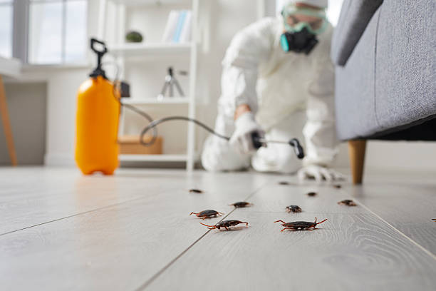 Post-Treatment Bed Bug Interceptor Monitoring in Piney Green